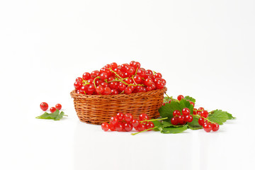Fresh picked red currants