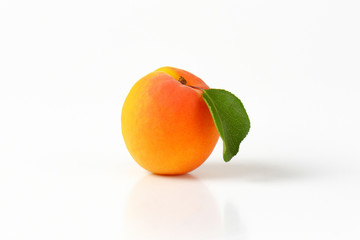 Single fresh apricot