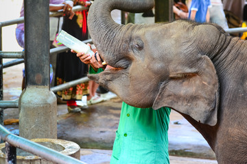 Naklejka premium Orphaned Baby Elephant Being Feed With Milk At Pinnawala Elephant Orphanage, Sri Lanka. Pinnawala Is An Orphanage, Nursery And Captive Breeding Ground For Wild Asian Elephants