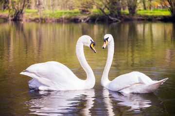 Two swans