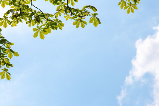 Frische, grüne Blätter eines Kastanienbaumes vor blauem Himmel, im Gegenlicht