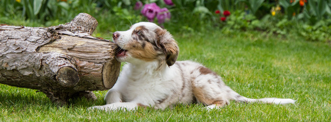 Australian Shepherd Welpe beißt an einem Baumstamm Panorama