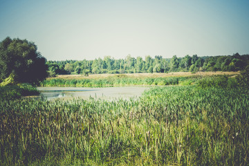 Obraz premium Summer Rural Landscape Filtered