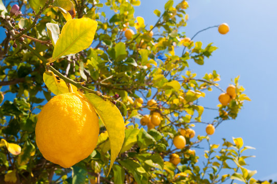 Lemons on tree