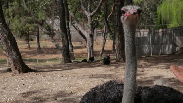 The ostrich eats a man's hand close-up