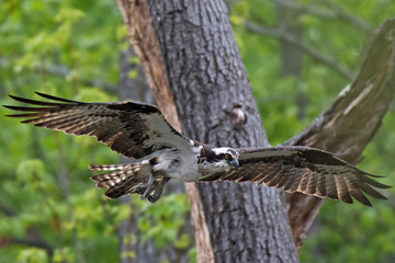 Osprey flying through forest in North Point State Park, MD