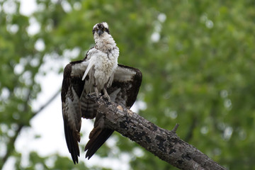 Osprey perched in tree in North Point State Park, MD