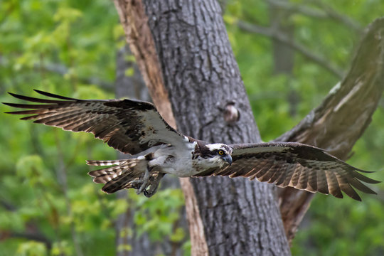 Osprey flying through forest in North Point State Park, MD