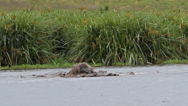 hippos fighting and playing opening the mouth to show power and defending territory