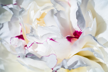 White Peony Flower - 109628538