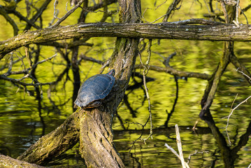 Wasserschildkröte sonnt sich auf Ast