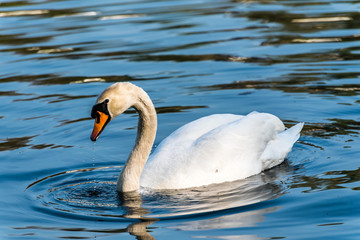 Fototapeta premium Schwan schwimmt im Frühling auf See