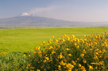 Landscape of Sicily: yellow daisies in the fields of the Catania plain and Mount Etna in the distance
