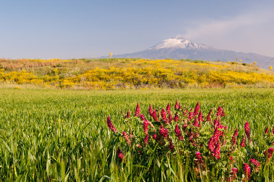 Landscapes of Sicily: sulla plant in the fields of Catania plain and Mount Etna in the background