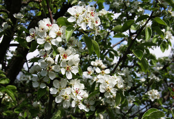 White blossoms in the sun