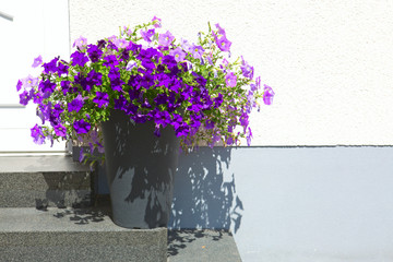 Purple petunias at the height of their glory in springtime.