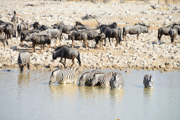 Fototapeta na wymiar Animals at watering hole, Etosha National Park, Namibia