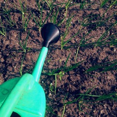 green vegetables in garden
