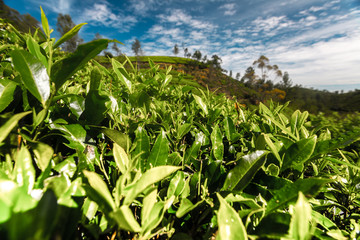 Tea plantation