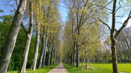Alte Platanenallee in Stuttgart im Schlossgarten, Nistplatz für Papageien