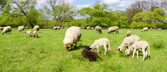 Panorama von Schafweide