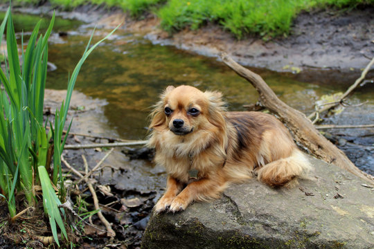 Chihuahua op steen in water
