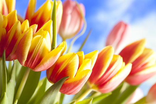 Flowers - beautiful tulips on blue sky background