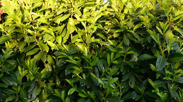 Lush green laurel hedge blowing in the wind. Prunus laurocerasus, also known as cherry laurel, common laurel and sometimes English laurel.
