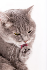 The gray cat washes, licking a paw