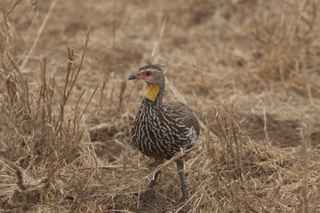Yellow Necked Spurfowl