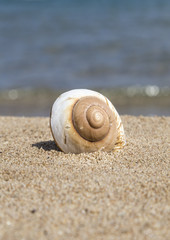 summer template with a seashell on sandy beach