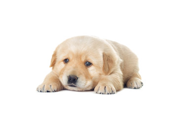 little labrador puppy on a white background