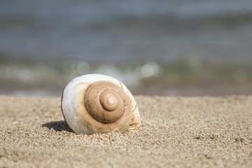summer template with a seashell on sandy beach