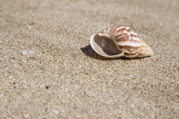 summer template with a seashell on sandy beach