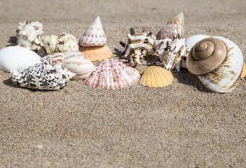 seashells on sandy beach