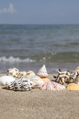 Obraz na płótnie Canvas seashells on sandy beach