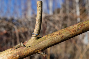 Silver wedding rings on the branch