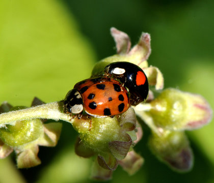 Accouplement de coccinelles