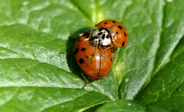 Accouplement de coccinelles