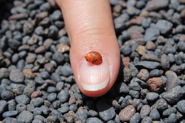 Caracola de pequeño tamaño en un dedo