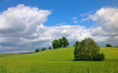Campo seminato a grano ancora verde