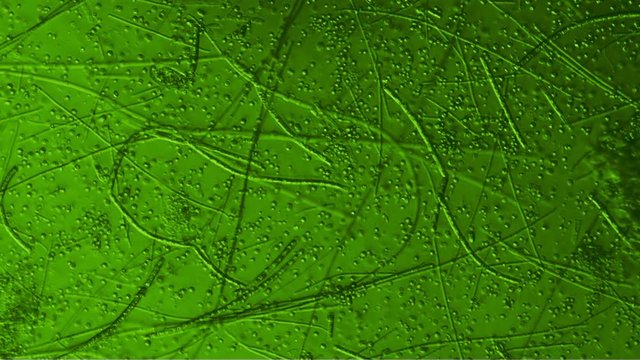 Aquatic Plant Life from Moist Environment Moving under microscope 400x. 10 minute Time Lapse