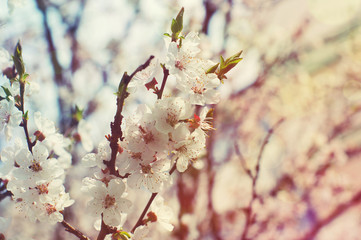 Spring plum flowers for background. Spring plum flowersin sun rays and bokeh/  toned picture