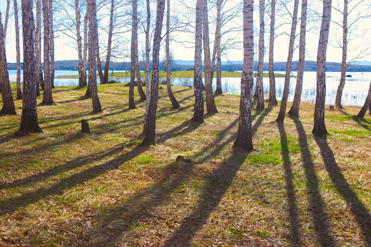 birches on the river bank