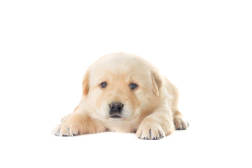 little labrador puppy on a white background