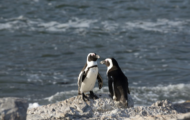 Obraz premium African penguins at Betty's Bay in the Western Cape South Africa