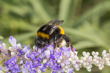 Bombus terrestris, Buff-tailed bumblebee, Large earth bumblebee on Vitex agnus-castus, Chaste tree,...