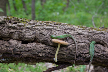 Obraz premium Green lizard in the wild.