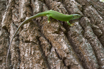  Green lizard in the wild.