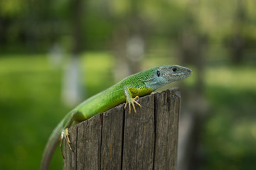  Green lizard in the wild.